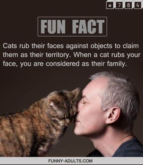 Cute Facts About Animals, Quotes About Cats, Facts About Dogs, Cats Facts, Facts About Cats, About Dogs, Dog Facts, Animal Facts, Cat Behavior