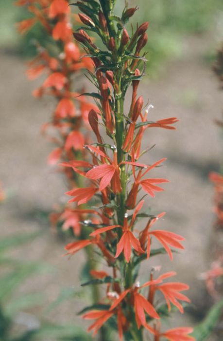 Lobelia Cardinalis, Cardinal Flower, Simple Leaf, Flower Water, Gardening Advice, Plant Health, Orchid Plants, Flower Border, Water Flowers