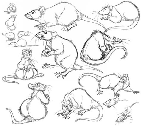 ratty rats rats Rat Drawing, Cartoon Rat, Tier Tattoo, Mouse Drawing, Animal Drawings Sketches, Nature Sketch, Arte Inspo, Animal Sketches, Arte Animal