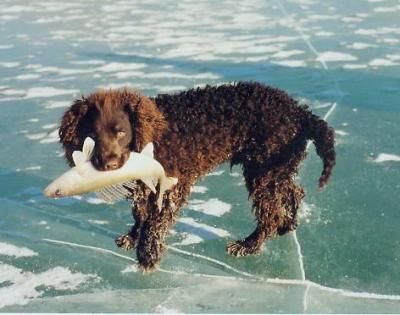 Irish Water Spaniel Puppy, Britney Spaniel Dog, Water Spaniel, Irish Water Spaniel, Cocker Spaniel Running, American Water Spaniel, American Cocker Spaniel Black And White, Dog Breeds Pictures, American Dog