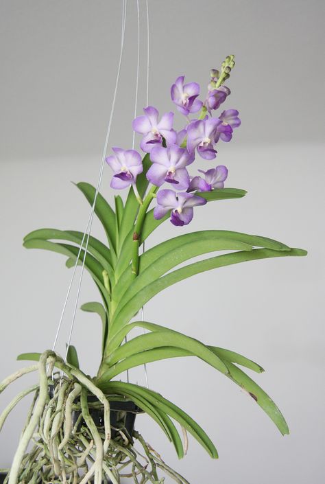 By Bonnie L. Grant Vanda orchids produce some of the more stunning blooms in the genera. This group of orchids is heat loving and native to tropical Asia. In their native habitat, Vanda orchid plants hang from trees in nearly soilless media. It is important to mimic this condition as much as possible when growing… Orchid Varieties, Vanda Orchids, Types Of Orchids, Growing Orchids, Orchids Garden, Orchid Flowers, Orchid Care, Phalaenopsis Orchid, Orchid Plants