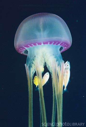 Jellyfish with fish Lion's Mane Jellyfish, Jellyfish Illustration, Moon Jellyfish, Jellyfish Photography, Jellyfish Decorations, Jellyfish Aquarium, Jellyfish Painting, Jellyfish Drawing, Jellyfish Craft