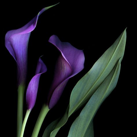 Purple Callas | by Susan fisher on 500px Lily Pictures, Purple Calla Lilies, Lily Wallpaper, Arum Lily, Purple Lily, Calla Lily Flowers, Lilly Flower, Lily Painting, Rose Arrangements