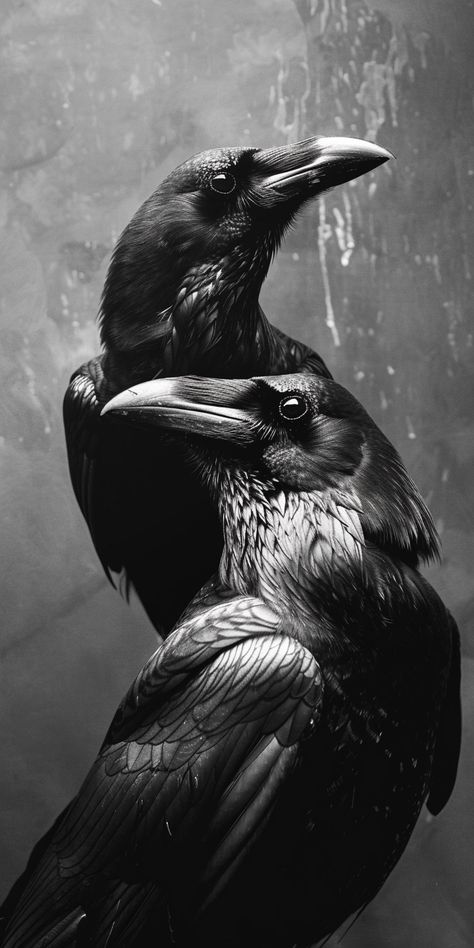 two crows one on top of the other, each looking to the side, black and white, very realistic, cinematic light  two crows one on top of the other, each looking Two Crows, Two Ravens, Side Crow, Looking To The Side, Waylon Jennings, Better Tomorrow, Tomorrow Will Be Better, Crows, Crafts Ideas