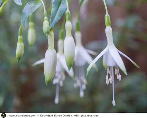 Fresh Green and White Plant Combo for Shade Hardy Fuschia, White Pendants, Types Of Ferns, Fatsia Japonica, Prairie Garden, Plant Catalogs, White Plants, How To Attract Hummingbirds, Plant Combinations