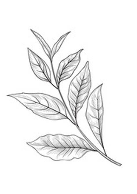 Tea Leaf Coloring Pages for Kids Tea Leaf Drawing, Tea Leaf Tattoo, Tree Leaf Drawing, Tea Leaves Tattoo, Leafs Drawings, Cheengu Pink, Siblings Tattoo, Leaf Drawings, Reader Tattoo