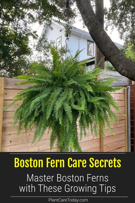 Unlock the beauty of evergreen Boston ferns with our top care and growing tips. Perfect for anyone looking to add a touch of the tropics to their space. Discover how easy it is to care for these sword-shaped wonders into thriving indoor plants! Photo Credit: Instagram @plants.with.benefits Boston Fern Care, Fern Care Indoor, Inside House Plants, Indoor Ferns, Ferns Care, Easy Perennials, Boston Fern, Ferns Garden, Fern Plant