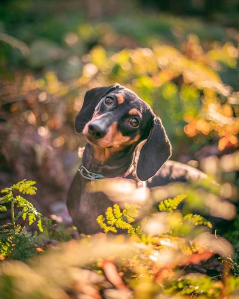 Weiner Dog Photoshoot, Daschund Photoshoot, Dachshund Photoshoot, Savannah Photoshoot, Dachshund Photography, Wilderness Aesthetic, Cute Fall Pictures, Black Palace, Dog Photoshoot Pet Photography