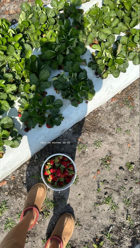 Insta Story Aesthetic, Countryside Lifestyle, Beautiful Scenery Drawing, Florida Farm, Florida Winter, Winter In Florida, Davie Florida, Countryside Life, Wholesome Life