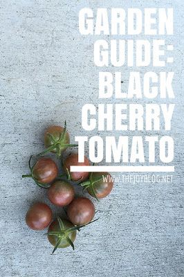 Black Tomatoes Plants, Fantasy Backyard, Pruning Tomatoes, Produce Garden, Gardening Tomatoes, Black Cherry Tomato, Cherry Tomato Plant, Tomato Growing, Tomato Varieties