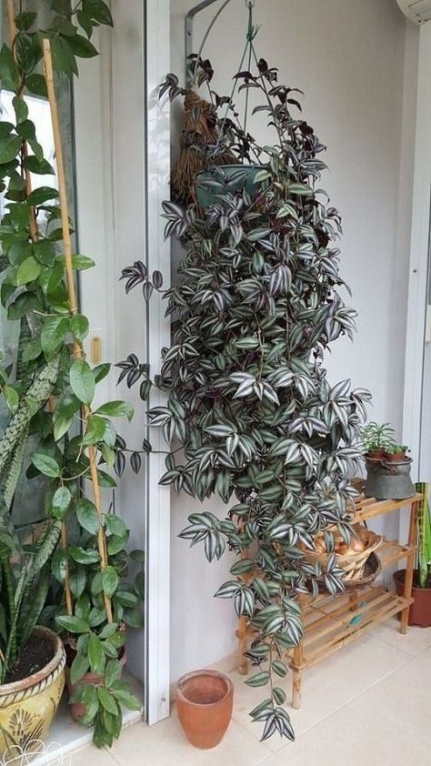 34 Fabulous Indoor Vine Garden Ideas | Balcony Garden Web Indoor Vines, Indoor Plant Wall, Eksterior Modern, نباتات منزلية, Hanging Plant Wall, Hanging Plants Indoor, Inside Plants, Decoration Plante, Plant Decor Indoor