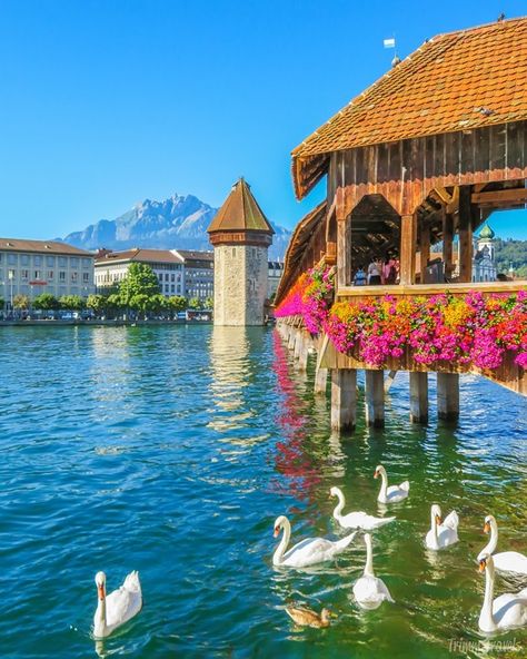 Lake Lucerne Switzerland, Switzerland Summer, Switzerland Photography, World Most Beautiful Place, Lucerne Switzerland, Medieval Architecture, Switzerland Travel, Dream Travel Destinations, Lucerne