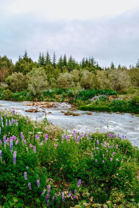 Iceland Flowers, Purple Lupine, Lupine Flowers, Wildflowers Photography, The Blue Lagoon, Iceland Reykjavik, Matte Painting, Delphinium, Cabins In The Woods