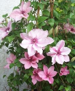 Klematis Clematis 'Pink Fantasy' Pink Fantasy Clematis, Clematis Care, Pink Clematis, Clematis Varieties, Clematis Plants, Clematis Flower, Clematis Vine, Garden Vines, Flower Farmer