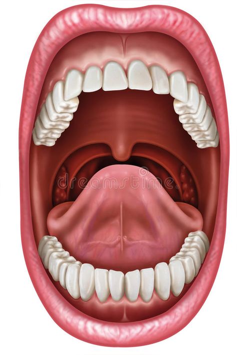 Anatomy mouth. Anatomy of an open mouth showing the component parts , #Ad, #open, #mouth, #Anatomy, #parts, #component #ad Mouth Anatomy, Teeth Images, Mouth Health, Kesehatan Gigi, Health Chart, Sikat Gigi, Tongue Health, Tongue Tie, Home Doctor