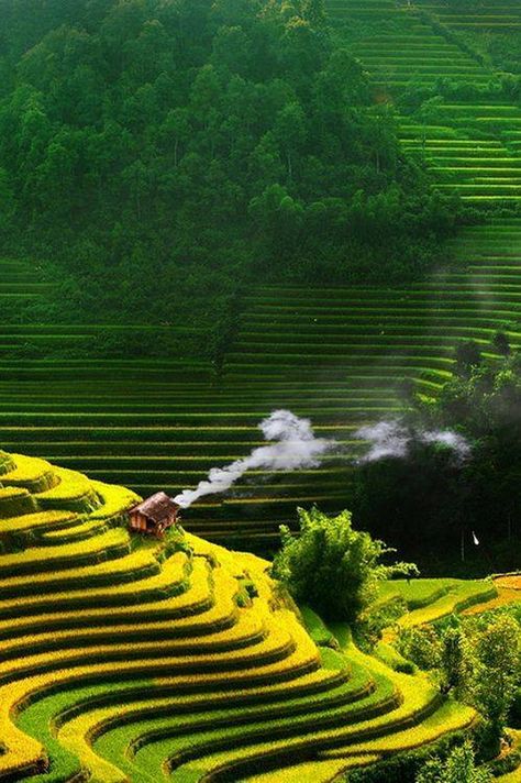 Philippine Flowers, Vietnam Voyage, Rice Fields, Rice Terraces, Halong Bay, Samurai Art, Aesthetic Photos, Vietnam Travel, Mongolia