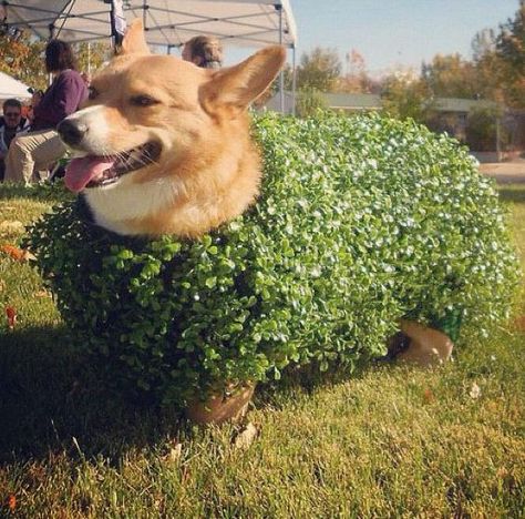 I could not resist...CHIA CORGI!!! most likely the best corgi costume out there!!! Funniest Halloween Costumes, Corgi Costume, Corgi Halloween, Chia Pet, Corgi Pictures, Corgi Dogs, Corgi Butts, Roly Poly, Corgi Puppy