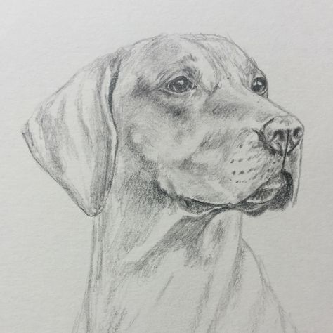 Updated: Portraits and paintings of 90 Hungarian Vizslas. – Gillian Ussher Art Dog Drawing Pencil, Pencil Sketches Of Animals, Sketch Of Dog, Dog Sketches, Dog Pencil Drawing, Animal Drawings Sketches, Dog Sketch, 강아지 그림, Art Sketches Pencil