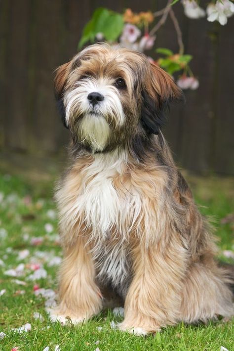 10. Tibetan Terrier Dedicated and gentle with strong stamina. Tibet Terrier, Tibetan Terrier, Dogs Breeds, Havanese Dogs, Terrier Breeds, About Dogs, Pet Photography, Lhasa, Dog Activities