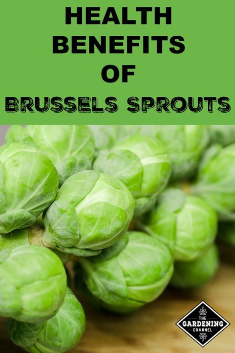 Learn the health benefits of Brussels sprouts. See why Brussels sprouts should be a crop in your vegetable garden. #gardeningchannel #vegetablegarden #vegetablegardening #growbrusselssprouts Brussel Sprouts Benefits, Healthy Brussel Sprout Recipes, Sprouts Benefits, Planting Tips, Sprout Recipes, Brussels Sprouts Recipe, Healthy Garden, Garden Recipes, Healthy Fruits