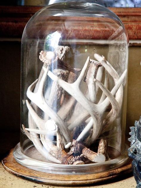 Bone Shelf, Antler Decor Ideas, Deer Antler Decor Ideas, Decorating With Antlers, Cloche Ideas, Antler Ideas, Antler Wreath, Cloche Decor, Dead Animals