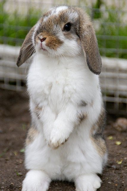 Oh it looks just like my little Cinnabun,   whom I lost last year.  Sweetest little baby! Regnul Animal, Mini Lop, Cute Bunny Pictures, Bunny Pictures, Pet Bunny, Animale Rare, Haiwan Peliharaan, Funny Bunnies