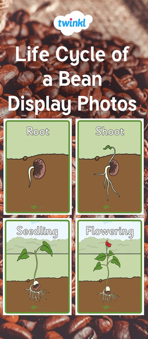 Life Cycle of a Bean Plant Bean Life Cycle Printable, Bean Life Cycle, Key Images, Plant Posters, Science Display, Pete The Cats, Plants Unit, Display Posters, Early Childhood Learning