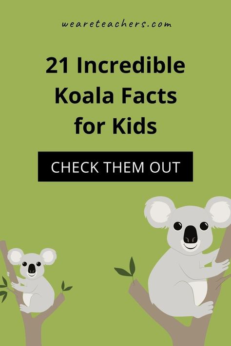 What do you know about koalas? Are they actually bears? How do they communicate? This list of koala facts for kids has the answers! Koala Party Games, Animal Lesson Plans, Koala Party, Koala Craft, Kids Lunch Box Notes, Animal Lessons, Stem Experiments, Facts About Animals, Animal Studies