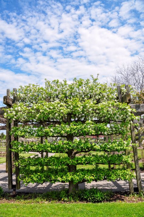 How To Grow An Edible Privacy Screen & 50+ Plants To Include Plants To Screen Neighbours, Plants For Privacy Fence Backyards, Edible Privacy Plants, Screen Planting, Berry Trellis, Edible Hedge, Western Patio, Privacy Screen Plants, Therapy Garden