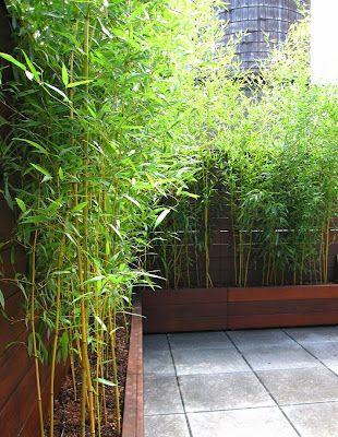 Bamboo Garden Ideas, Bamboo Screen Garden, Backyard Fence Ideas Privacy, Shrubs For Privacy, Bamboo Trees, Bamboo Planter, Backyard Privacy, Garden Screening, Bamboo Garden