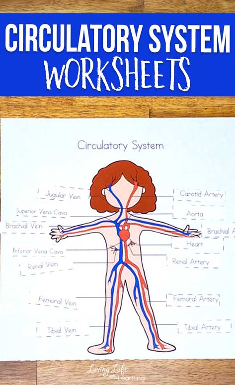 Want to know how the blood travels throughout your body? These circulatory system worksheets for kids will teach you all about how your body works and how your body receives oxygen. A fun way to add human body lessons to your homeschool. #humanbody #science #LivingLifeandLearning Circulatory System Worksheets, Circulatory System For Kids, Body Systems Project, Human Body Lesson, Homeschooling Elementary, Human Body Worksheets, The Circulatory System, Homeschool Science Curriculum, Human Body Activities