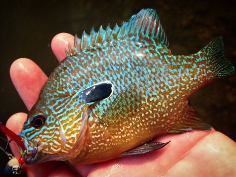 Longear Sunfish, Photos Of Fish, Wild Water, Wild Waters, Freshwater Fish, Bass Fishing, Fish Tank, Fish Pet, Fresh Water