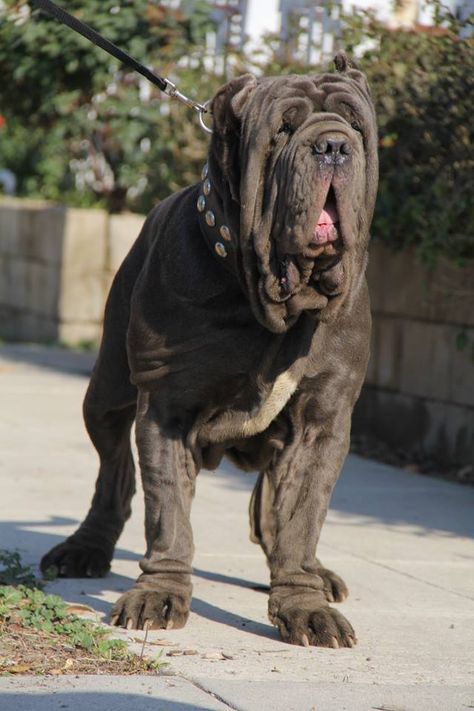 Neapolitan Mastiff. Old World Ren at 2.5 years old. www.oldworldmastinos.com instagram oldworldmastinos Napoleon Mastiff, Neapolitan Mastiff, Caucasian Mastiff, Spanish Mastiff Dogs, North American Mastiff, Neo Mastiff, Mastiff Dogs Neopolitan, Neapolitan Mastiffs, Giant Dog Breeds