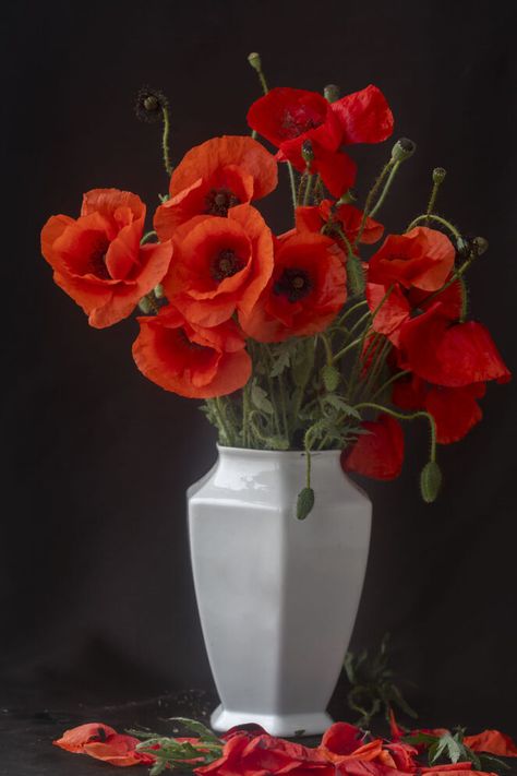 Poppy Flower Reference, Poppy Flowers Bouquet, Red Poppy Bouquet, Poppy Flower Aesthetic, Poppies In Vase, Poppy Pictures, Poppy Paintings, Poppies Bouquet, Poppy Flower Bouquet