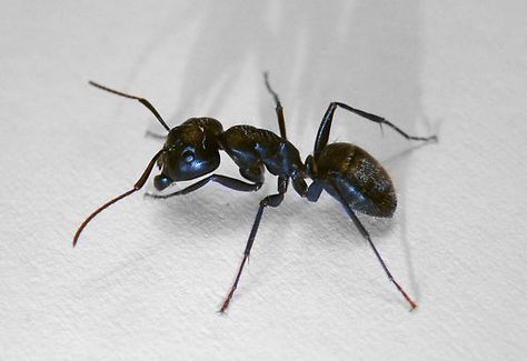 Eastern Carpenter Ant? - Camponotus pennsylvanicus Ant Anatomy, Ants Tattoo, Ant Tattoo, Carpenter Ant, Animal Reference, Animal References, Medical Anatomy, Clothing Logo, Beautiful Animals