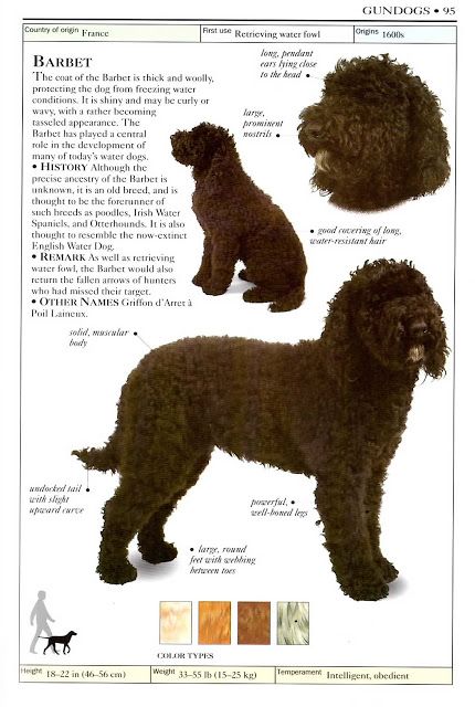 Barbet Dog, Spanish Water Dog, Lagotto Romagnolo, Goofy Dog, Fancy Dog, Portuguese Water Dog, Paws And Claws, Purebred Dogs, Bird Dogs