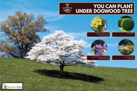 What To Plant Under Dogwood Trees Dogwood Tree Landscaping, Flowering Dogwood Tree, Flowering Dogwood, Cranesbill Geranium, Dogwood Tree, Organic Mulch, Dogwood Trees, White Tree, Garden Trees