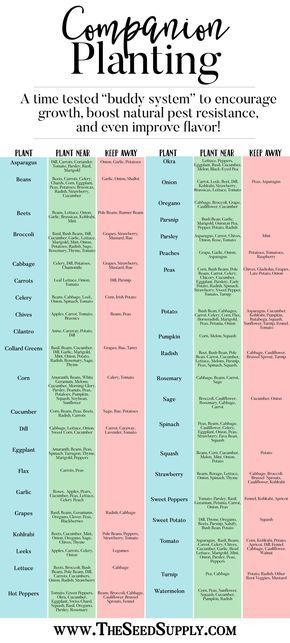 Gardening Therapy, Garden 101, Planting Chart, Growing Calendar, Companion Planting Chart, Garden Tricks, Vege Garden, Companion Planting Vegetables, Companion Gardening