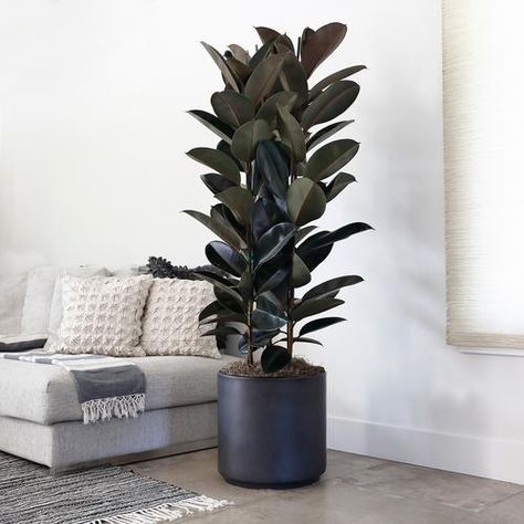 Fall Potted Plants, Plants Indoor Design, Shade Plants Container, Indoor Green Plants, Fall Container Plants, Fall Pots, Tall Indoor Plants, Indoor Plants Styling, Fall Container Gardens