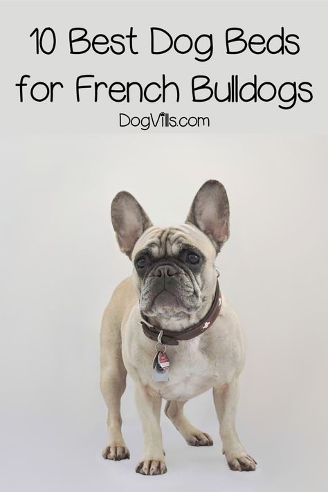 French Bulldog Bedroom Ideas, French Bulldog Must Haves, French Bulldog Accessories, Frenchie Essentials, French Bulldog Aesthetic, French Bulldog Colors, Big Dog Toys, French Bulldog Breed, Working Dogs Breeds