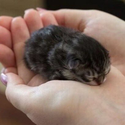 15 Extremely Cute Newborn Kittens We Just Had To Share - I Can Has Cheezburger? Munchkin Cats, Best Facial Hair Removal, Cat Warrior, Feline Beauty, Newborn Animals, Cat References, Newborn Kittens, Character Personality, Pampered Pets