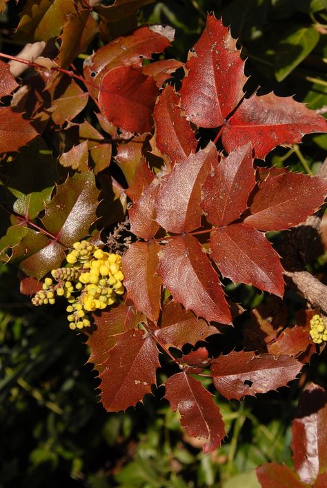 Creeping Mahonia, Broadleaf Evergreen, Oregon Grape, Plant Problems, Foundation Planting, Garden Shrubs, Green Fruit, Flower Bud, Ground Cover