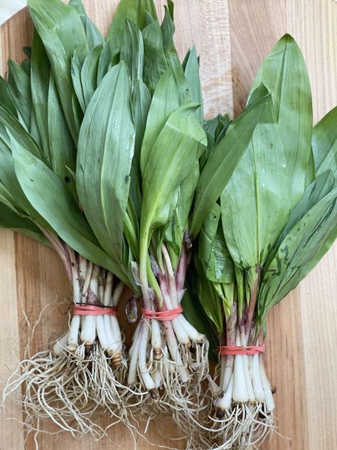 Best Ramp Recipes: How to Cook With the Wild Onion While It’s in Season Ramp Recipes, Wild Leeks, Wild Onion, Wild Onions, How To Make Pesto, Scallops Seared, Pan Chicken, Kale Chips, Local Farmers Market