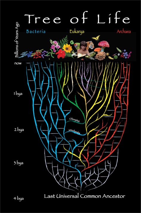 Spirituality Science - Concept of Last Universal Common Ancestor (LUCA) and Tree of Life. Darwin Tree Of Life, Animal Classification, Ap Biology, Planetary Science, Research Scientist, Home Bar Designs, Diagram Design, Life On Earth, The Tree Of Life