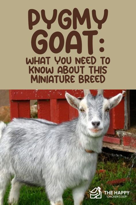 Meat Goat Farming, Pigmy Goats Full Grown, American Pygmy Goat, Goat Breeds Chart, Pygmy Goat Pen Ideas, Pygmy Goat Pen, Goats Homestead, Pygmy Goat Care, Pigmy Goat