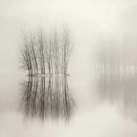 Mirrors Foggy Day, Black And White Photograph, Landscape Trees, Pics Art, White Photography, 그림 그리기, Black And White Photography, Mother Nature, Beautiful Nature