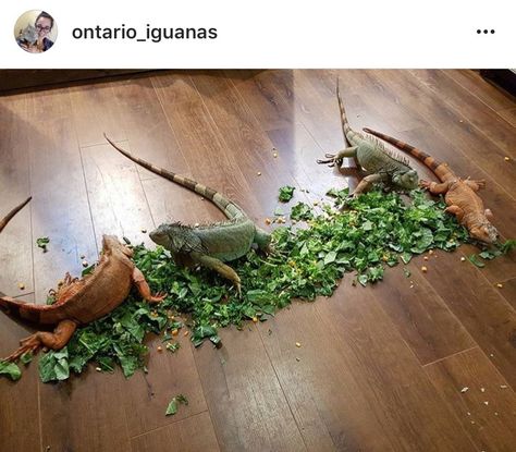 I Wanna Iguana, Iguana Care, Pet Iguana, Baby Iguana, Iguana Pet, Reptile Tanks, Reptile Expo, Snake Pet, Veiled Chameleon