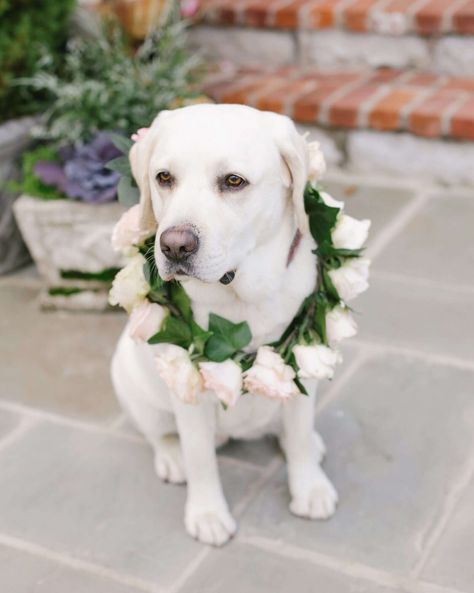 Flower Crown Ideas, Dog Flower Girl, Dogs In Weddings, Wedding Dogs, Conner Kent, Dog Wedding Attire, Dog Cake Topper Wedding, Crown Ideas, Dog Tuxedo