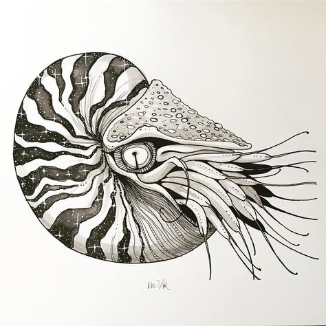 Nautilus Illustration, Nautilus Drawing, Lionfish Tattoo, Cuttlefish Art, Nautilus Tattoo, Fish Goldfish, Alaskan Artist, Sea Creatures Art, Nature Art Drawings