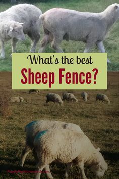 Dorper Sheep Raising, Meat Animals, Sheep Pasture, Textile Animals, Sheep Shelter, Dorper Sheep, Sheep Fence, Raising Sheep, Farming Animals